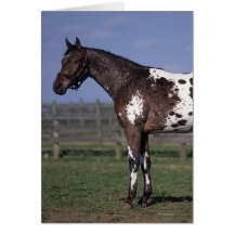Appaloosa Horse Standing Card