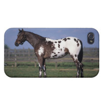 Appaloosa Horse Standing iPhone 4/4S Cases