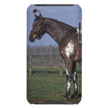 Appaloosa Horse Standing iPod Case-Mate Cases