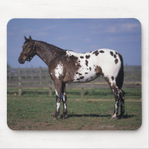 Appaloosa Horse Standing Mouse Pads