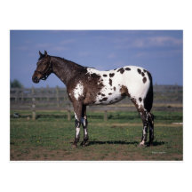 Appaloosa Horse Standing Post Cards