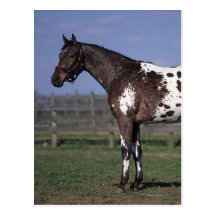 Appaloosa Horse Standing Postcards