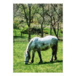 Appaloosa in Pasture Invitation