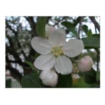 Apple Bloom Postcard