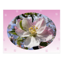 Apple Blossom Flower Postcards