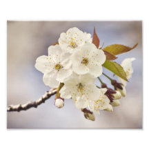 Apple Blossom Photo Art