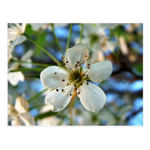 Apple Blossom Post Card