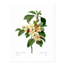 Apple blossom post card