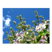 Apple Blossom Post Cards