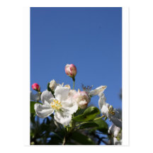 Apple Blossom Post Cards