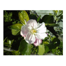 Apple blossom post cards