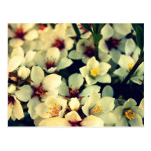 Apple Blossom Postcard