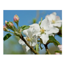 Apple Blossom Postcard