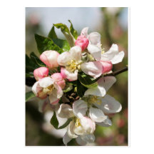 Apple blossom postcard