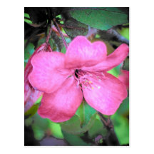 Apple Blossom Postcard