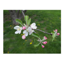 Apple Blossom Postcard