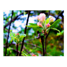 apple_blossom postcard