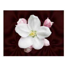 Apple Blossom ~ postcard