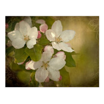Apple Blossom Postcard