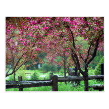 Apple Blossom Time Post Card