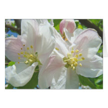 Apple Blossoms Custom Cards Spring Flowers