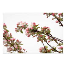 Apple Blossoms in Spring Art Photo