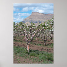 Apple Orchard and Mt. Garfield Poster