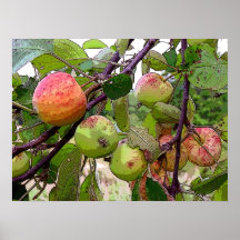 Apple Orchard Posters