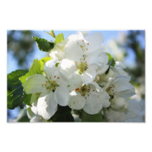 Apple Tree Blossom Photo Art