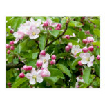 Apple tree blossom postcards