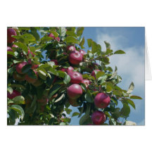 Apples On Tree Nature Photography Note Card