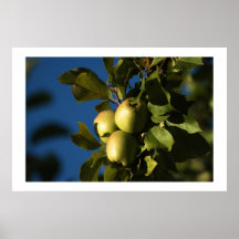 Apples Posters