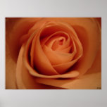 Apricot Beauty, S Cyr Posters