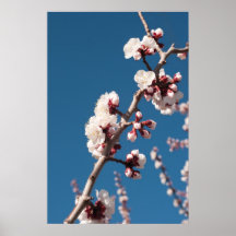 Apricot Blossoms Print