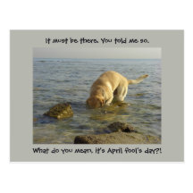 April fool's day - Goofy Labrador Post Cards