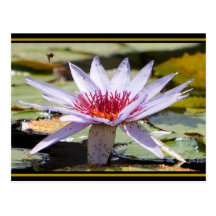 Aquatic Plant Life Postcard