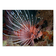 aquatic scenes lionfish cards