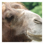 Arabian Camel Invitations