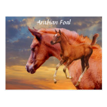 Arabian Foal Sunset Postcard