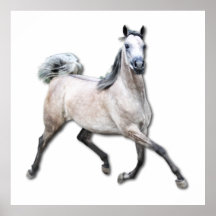 Arabian Horse - Alia Poster