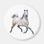 Arabian Horse - Alia Refrigerator Magnets