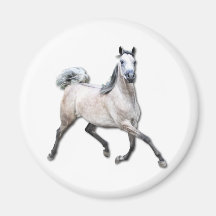 Arabian Horse - Alia Refrigerator Magnets