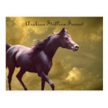 Arabian Stallion Stormy Sunset Postcard