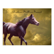 Arabian Stallion Stormy Sunset Postcard
