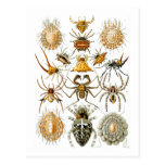 Arachnida (Spiders), Ernst Haeckel Post Card