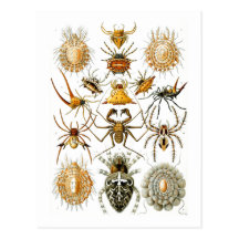 Arachnida (Spiders), Ernst Haeckel Post Card