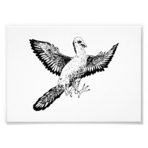 Archaeopteryx Photograph