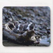 Arctic Fox kits mousepads