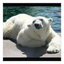Arctic Polar Bear Invitation