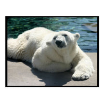 Arctic Polar Bear Postcard